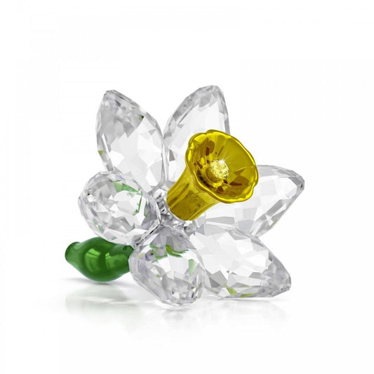 Florere Daffodil